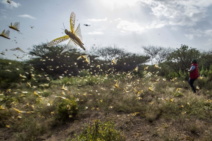 Hi...! Kenya Diserbu Miliar Belalang In this photo taken Saturday, Feb. 1, 2020, a desert locust feeds on an Acacia tree in Nasuulu Conservancy, northern Kenya. As locusts by the billions descend on parts of Kenya in the worst outbreak in 70 years, small planes are flying low over affected areas to spray pesticides in what experts call the only effective control. (AP Photo/Ben Curtis)