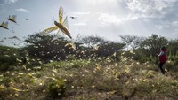 Foto ini diambil pada 1 Februari lalu di Nasuulu Conservancy, Kenya. Jutaan bahkan miliaran Belalang menyerang Kenya.