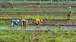 Harapan Petani Ciganjeng di Tengah Ancaman Banjir