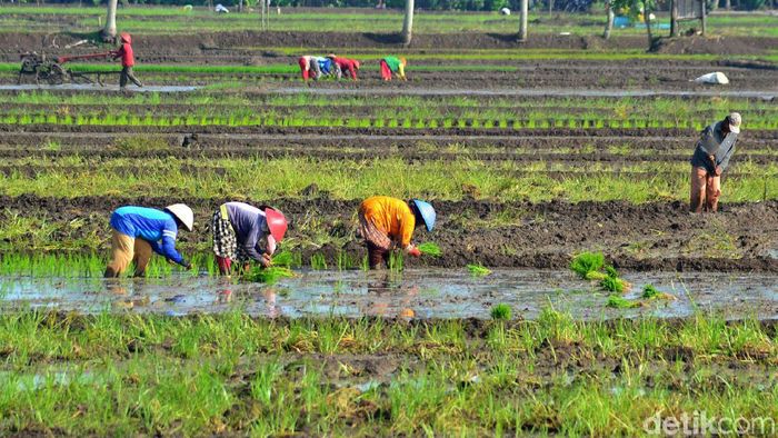 Harapan Petani Ciganjeng di Tengah Ancaman Banjir Musim hujan telah tiba, petani di Desa Ciganjeng, Kecamatan Padaherang, Pangandaran turun ke sawah. Mereka berharap musim tanam perdana tahun 2020 ini berjalan lancar.