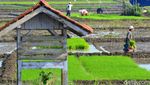 Harapan Petani Ciganjeng di Tengah Ancaman Banjir