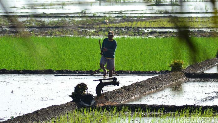 Harapan Petani Ciganjeng di Tengah Ancaman Banjir Musim hujan telah tiba, petani di Desa Ciganjeng, Kecamatan Padaherang, Pangandaran turun ke sawah. Mereka berharap musim tanam perdana tahun 2020 ini berjalan lancar.
