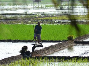 Kini Beli Pupuk Subsidi di Pangandaran Cukup Pakai KTP