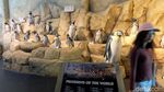 Bermain Sambil Belajar Mengenal Penguin di Ancol Yuk!