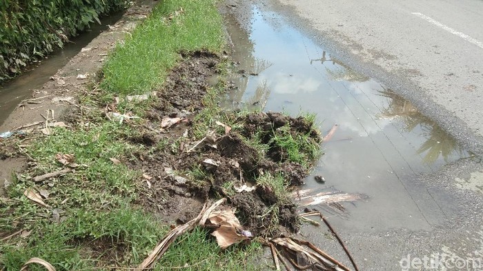 Warga tanam pohon pisang di jalan di Bali (Foto: Angga Riza/detikcom)