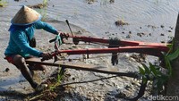 Pesawahan Ciganjeng sendiri selama ini memang menjadi kawasan langganan banjir. Saking seringnya banjir, banyak yang mengira kawasan itu adalah danau.