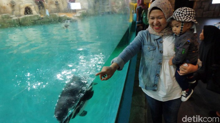 Menikmati liburan akhir pekan, nggak ada salahnya mengisi waktu main sambil belajar mengenal penguin di Ancol. Yups, tepatnya di Ocean Dream Samudra kita bisa melihat penguin secara langsung.