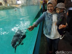Harga Tiket Ocean Dream Samudra Ancol Mei 2024 Reguler dan Annual