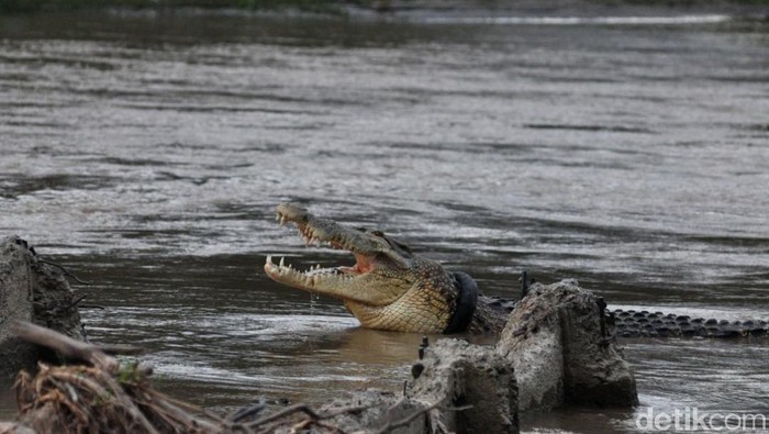 Buaya berkalung ban di Palu, Sulawesi Tengah