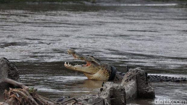 Buaya berkalung ban di Palu, Sulawesi Tengah