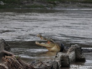 Aksi Matt Wright dkk Selamatkan Buaya Berkalung Ban hingga Dini Hari