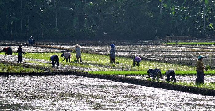 Harapan Petani Ciganjeng di Tengah Ancaman Banjir Musim hujan telah tiba, petani di Desa Ciganjeng, Kecamatan Padaherang, Pangandaran turun ke sawah. Mereka berharap musim tanam perdana tahun 2020 ini berjalan lancar.