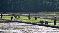 Musim hujan telah tiba, ratusan petani di Desa Ciganjeng Kecamatan Padaherang Kabupaten Pangandaran turun ke sawah.