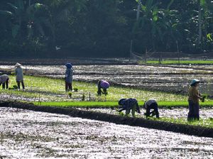 Cerita Sadili Kesulitan Cari Penggarap Sawah di Pangandaran