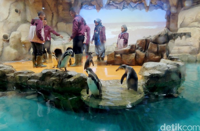 Bermain Sambil Belajar Mengenal Penguin di Ancol Menikmati liburan akhir pekan, nggak ada salahnya mengisi waktu main sambil belajar mengenal penguin di Ancol. Yups, tepatnya di Ocean Dream Samudra kita bisa melihat penguin secara langsung.