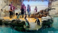 Memang wahana ini sudah ada sejak libur Lebaran tahun lalu sebagai alternatif untuk mengisi liburan yang sangat edukatif. Berdiri diatas tanah seluas 270 m2 ini, menjadi rumah baru bagi 11 ekor penguin dan menjadi salah satu edutainment untuk mengenal lebih dekat jenis penguin subtropis. 