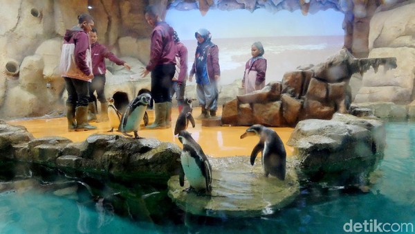 Bermain Sambil Belajar Mengenal Penguin di Ancol Yuk!