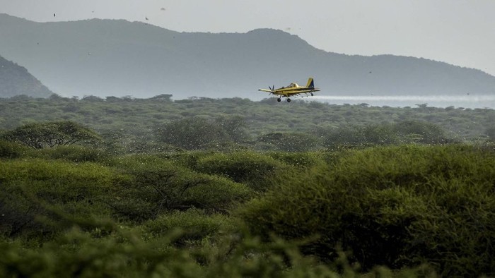 In this photo taken Saturday, Feb. 1, 2020, a desert locust feeds on an Acacia tree in Nasuulu Conservancy, northern Kenya. As locusts by the billions descend on parts of Kenya in the worst outbreak in 70 years, small planes are flying low over affected areas to spray pesticides in what experts call the only effective control. (AP Photo/Ben Curtis)
