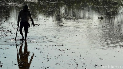 Harapan Petani Ciganjeng di Tengah Ancaman Banjir