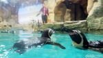 Bermain Sambil Belajar Mengenal Penguin di Ancol Yuk!