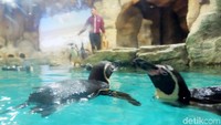 Penguin Humboldt yang ada di Ancol ini memakan makanan jenis ikan Layang dan Cumi-cumi.