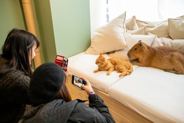 Capybara di kafe itu namanya Tawashi. Ia merupakan hewan yang ramah dan suka tiduran di sofa. Dengan karakter lembutnya itu, ia bisa hidup rukun bersama kucing-kucing. (Foto: capyneko.cafe) Capybara di kafe itu namanya Tawashi. Ia merupakan hewan yang ramah dan suka tiduran di sofa. Dengan karakter lembutnya itu, ia bisa hidup rukun bersama kucing-kucing. (Foto: capyneko.cafe)