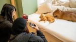 Kafe Jepang Tempat Nongkrong Bareng Capybara dan Kucing