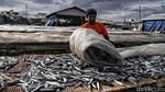 Geliat Produksi Ikan Asin yang Lesu di Musim Hujan