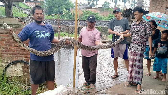 Ular sanca 4 meter dan berbobot 40 kg terjebak di jaring sampah di Sungai Meduri, Pekalongan, Senin (3/2/2020).