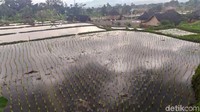 Kawasan wisata yang berada di atas lahan pertanian Pandanwangi seluas 6 hektar tersebut mulai ditata sejak 2018 lalu. (Ismet Selamet/detikcom)