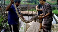 Ular tersebut kemudian dibawa pulang oleh pawang bernama Slamet.