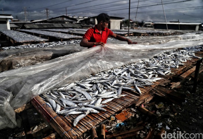 Geliat Produksi Ikan Asin Lesuh di Musim Hujan Saat musim hujam, produksi ikan asin di Muara Angke menurun karena lamanya pengeringan. Sehingga pasokan ikan asin semakin menurun.