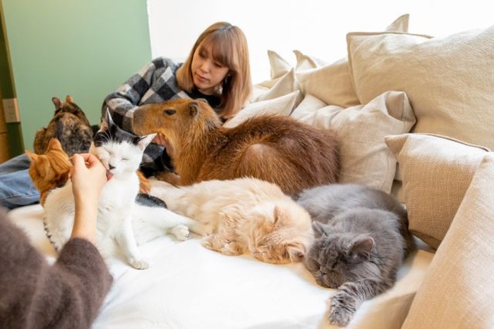 Capy Neko Cafe