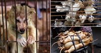 Tak Takut Corona, Perusahaan di China Dorong Masyarakat Tetap Makan Daging Anjing