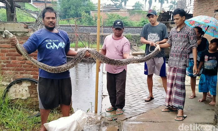 Seekor ular sanca terjebak di jaring sampah yang dipasang warga di Sungai Meduri, Tirto, Pekalongan, Jawa Tengah. Ular tersebut sepanjang 4 meter.