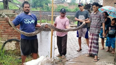 Hii... Ular Sanca 4 Meter Ditemukan Nyangkut di Jaring Sampah