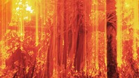 Hal ini juga berlaku dengan anggota keluarga yang meninggal. Mereka akan dibakar dengan menggunakan kayu dan dedaunan.  (Claudia Andujar/BBC)