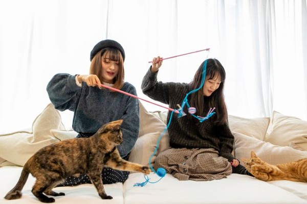 Sementara itu, kucing-kucing di Capy-Neko Cafe adalah kucing-kucing yang diselamatkan dari jalanan dan mencari pihak yang mau mengadopsi mereka. (Foto: capyneko.cafe) Sementara itu, kucing-kucing di Capy-Neko Cafe adalah kucing-kucing yang diselamatkan dari jalanan dan mencari pihak yang mau mengadopsi mereka. (Foto: capyneko.cafe)