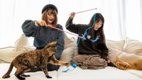Sementara itu, kucing-kucing di Capy-Neko Cafe adalah kucing-kucing yang diselamatkan dari jalanan dan mencari pihak yang mau mengadopsi mereka. (Foto: capyneko.cafe)