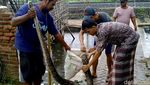 Hii... Ular Sanca 4 Meter Ditemukan Nyangkut di Jaring Sampah