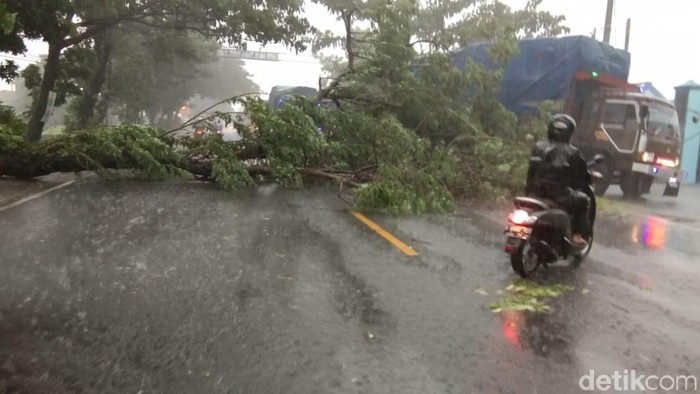 angin kencang tumbangkan pohon di pasuruan