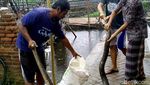 Hii... Ular Sanca 4 Meter Ditemukan Nyangkut di Jaring Sampah