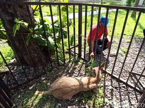 Seekor Kijang yang Diduga Berenang dari Bali Tertangkap di Banyuwangi