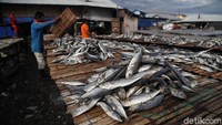 Tetapi saat musim hujan mendapatkan hasil kurang dari itu karena pengeringan ikan asin yang bisa mencapai 3-4 hari.