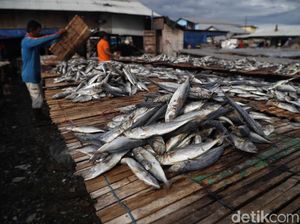 Waduh! Jenis Ikan Ini Diklaim Bisa Sebabkan Kanker