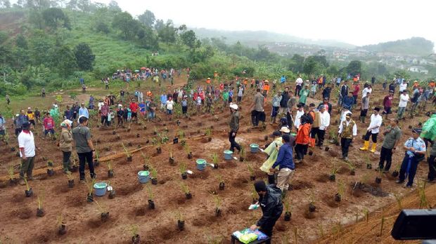  Tanaman vetiver ini dapat mencegah banjir dan tanah longsor serta memperbaiki kualitas tanah di sekitarnya. 