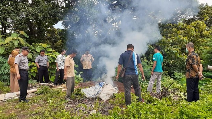 Petugas Polsek Ampel, Boyolali, memusnahkan barang bukti ayam tiren, Senin (3/2/2020).