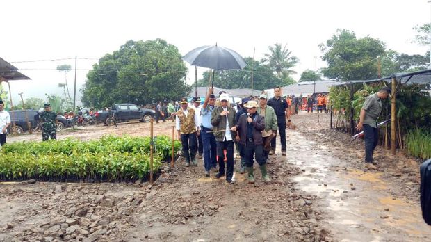  Jokowi pun meminta agar tanaman yang sudah ditanam hari ini tak dicabut oleh masyarakat.