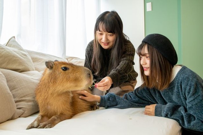 Capy Neko Cafe