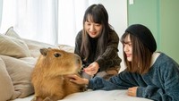 Capybara merupakan hewan pengerat terbesar di dunia yang habitat aslinya di Amerika Selatan. Meskipun begitu, orang Jepang amat menyukai hewan ini sampai ada karakter anime yang didedikasikan untuk satwa tersebut. (Foto: capyneko.cafe)
